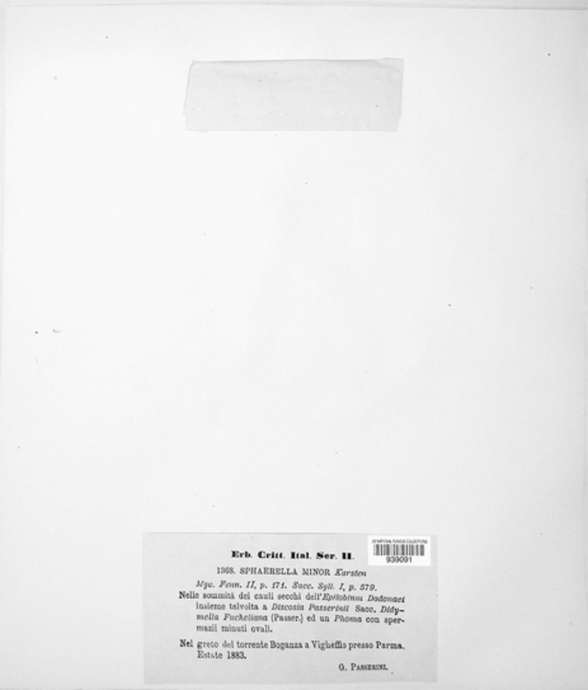 Mycosphaerella minor image